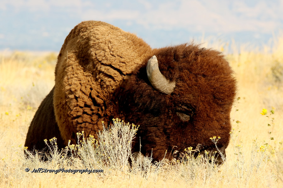 bison laying down in the grass