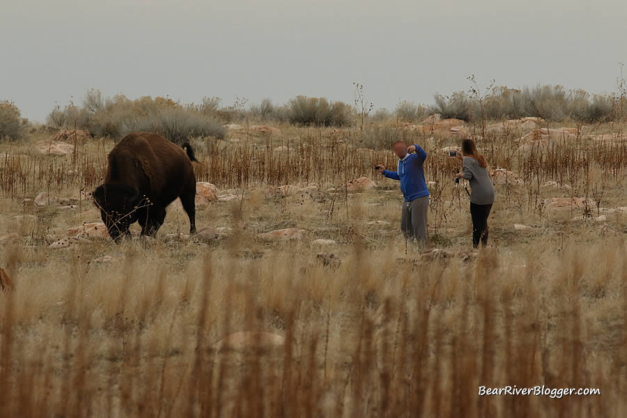 people taking a selfie with a bison