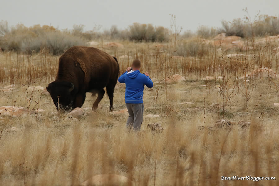 a person getting too close to a bison.