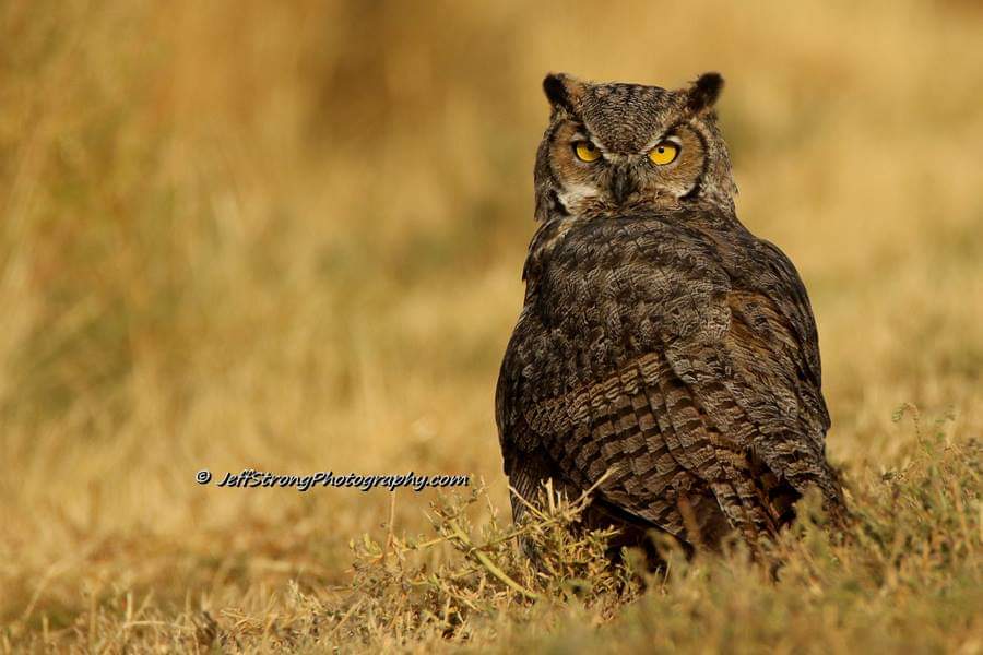 great horned owl sitting on the ground.