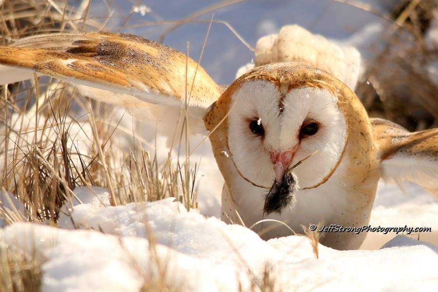 barn owl holding a rodent in its beak