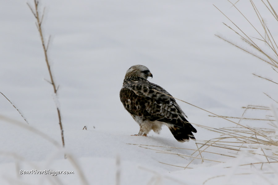 rough-legged hawk after it just caught and ate a mouse.