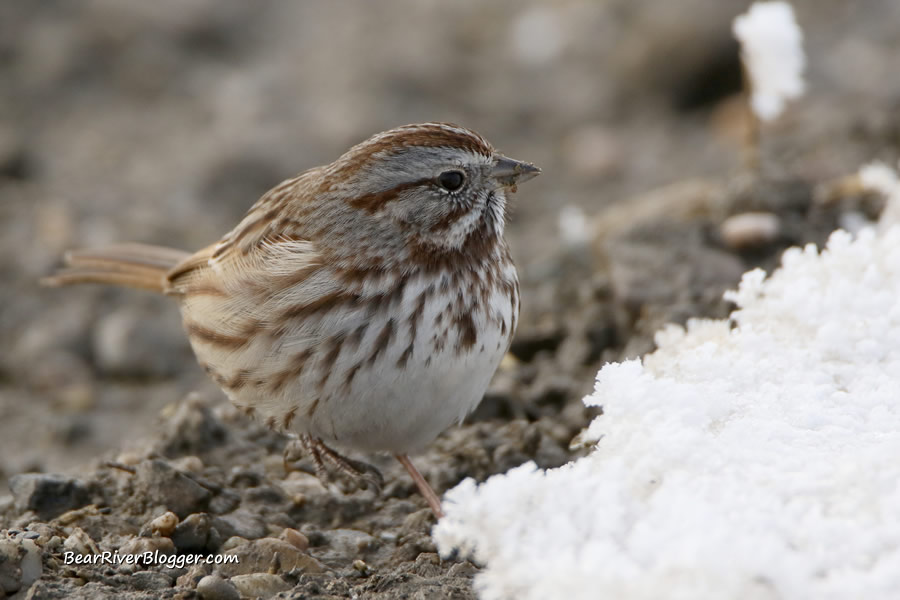 song sparrow foraging for seeds.