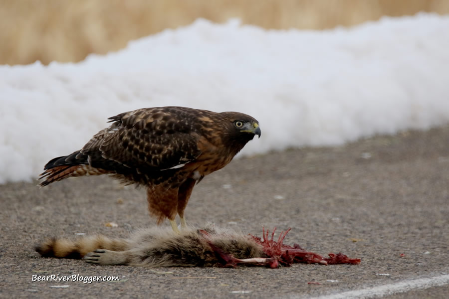 red tail hawk scavenging on a raccoon carcass.