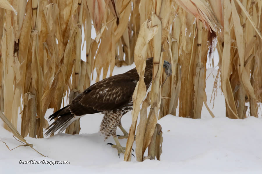 red tail hawk catching a mouse in a corn field