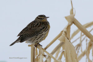 western meadowlark perched on a corn stalk.