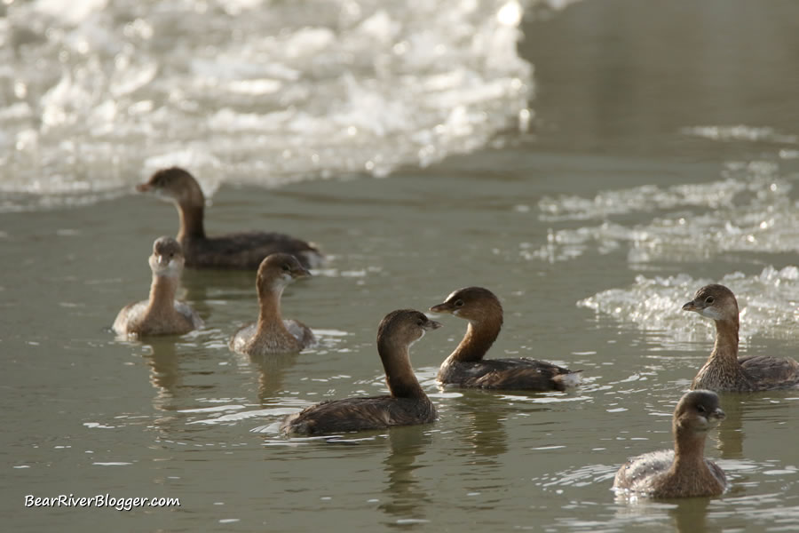 pied-billed grebes swimming in icy water.