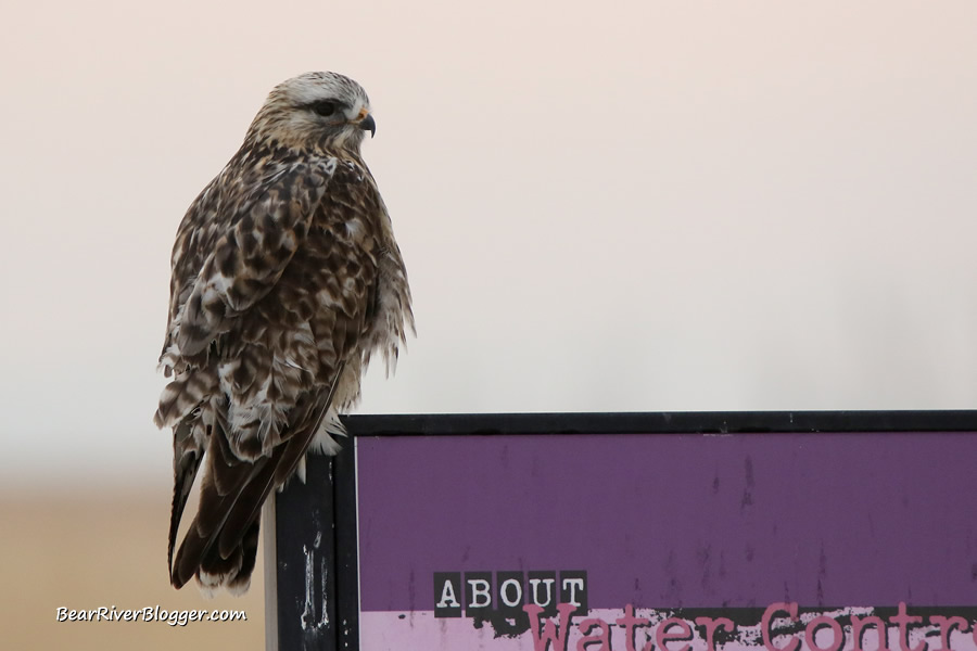 rough-legged hawk sitting on a sign on the bear river bird refuge.
