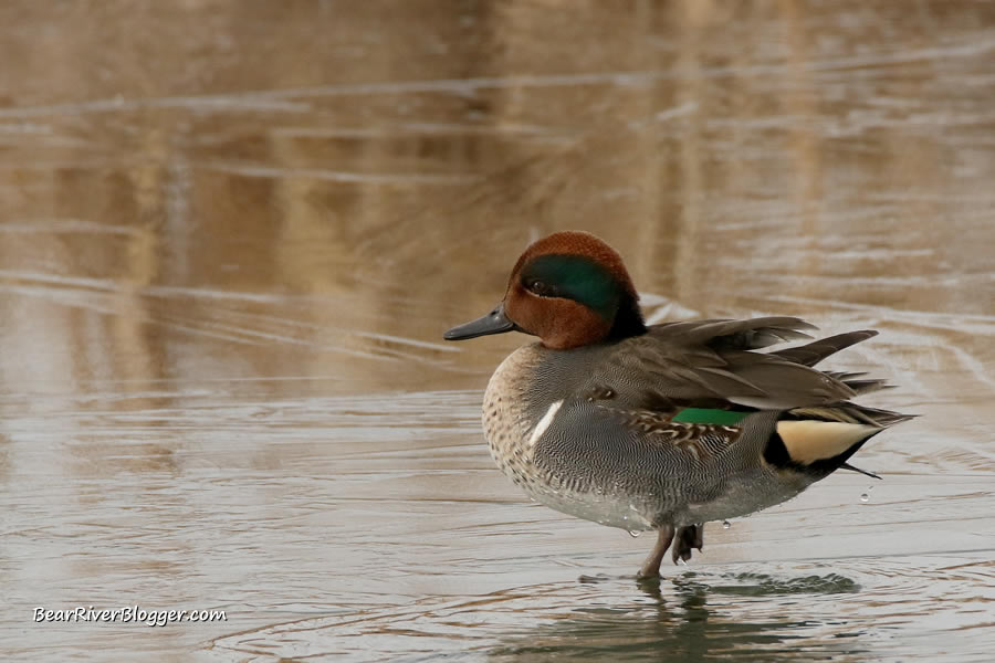 green winged teal standing on some ice.