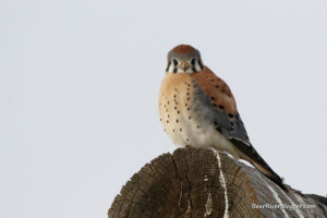 american kestrel sitting on a post.
