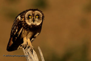 owl on a fence post