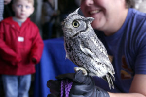 western screech owl presentaion