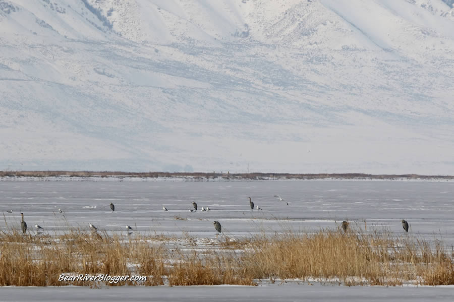 a small flock of great blue herons standing on the ice