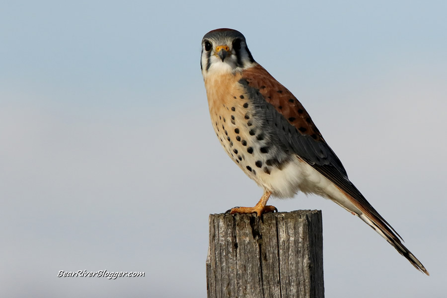 american kestrel perched on a fence post