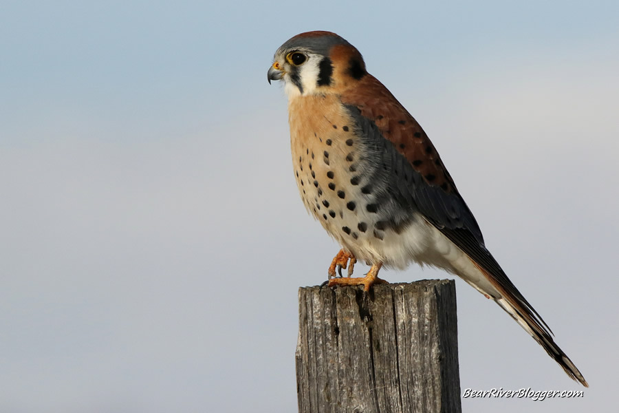 amercan kestrel perched on a fence post