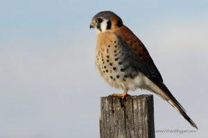 american kestrel sitting on a fence post