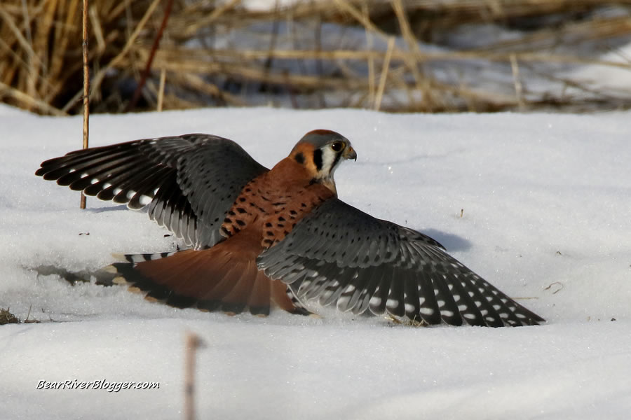 american kestrel catching a mouse