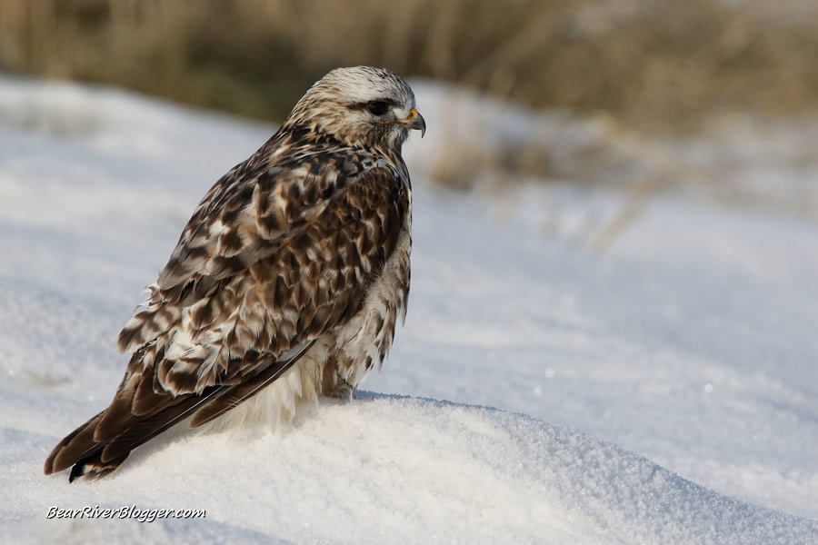 rough-legged hawk sitting on the bear river migratory bird refuge