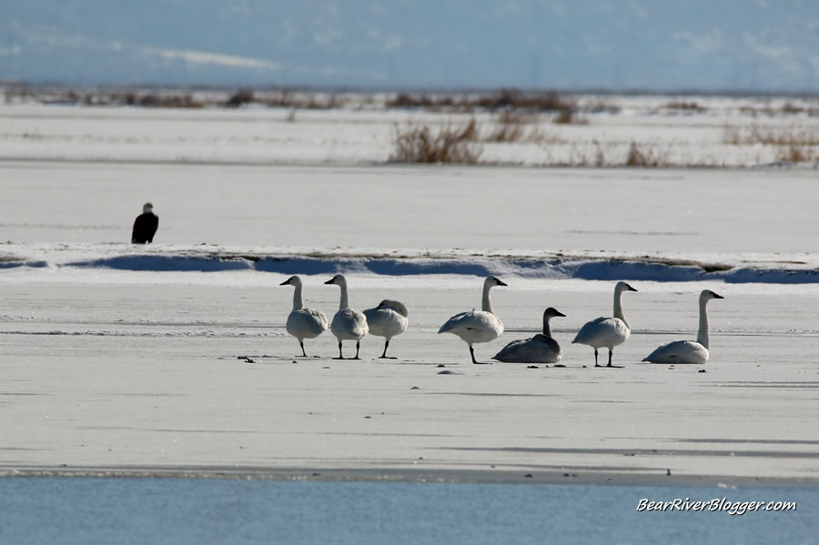 tundra swans wintering on the bear river migratory bird refuge
