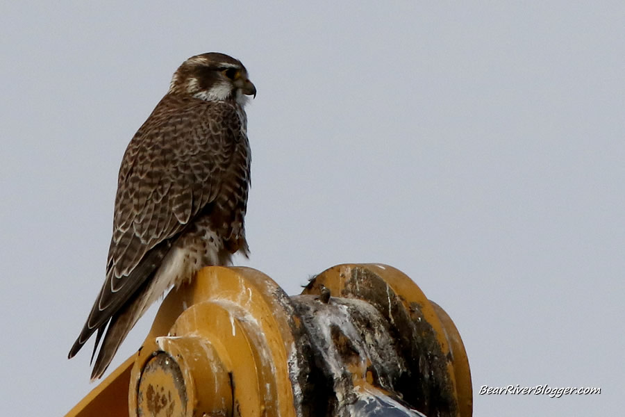 prairie falcon on the bear river migratory bird refuge