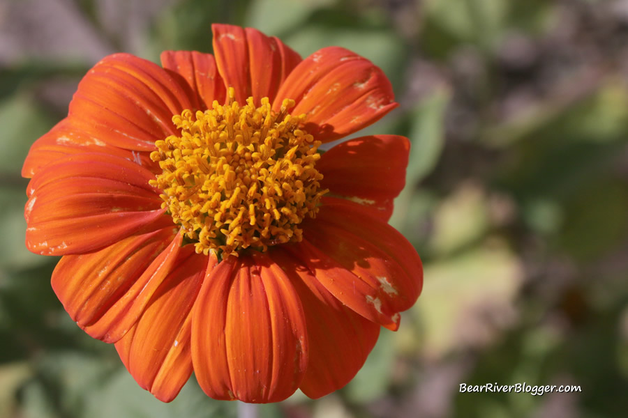 mexican sunflower bloom.