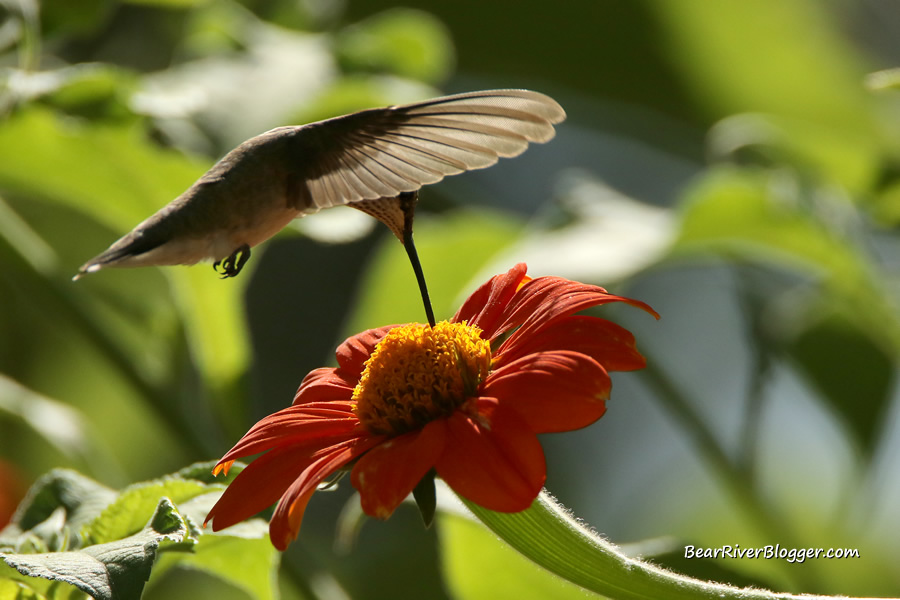 hummingbird feeding on a mexican sunflower
