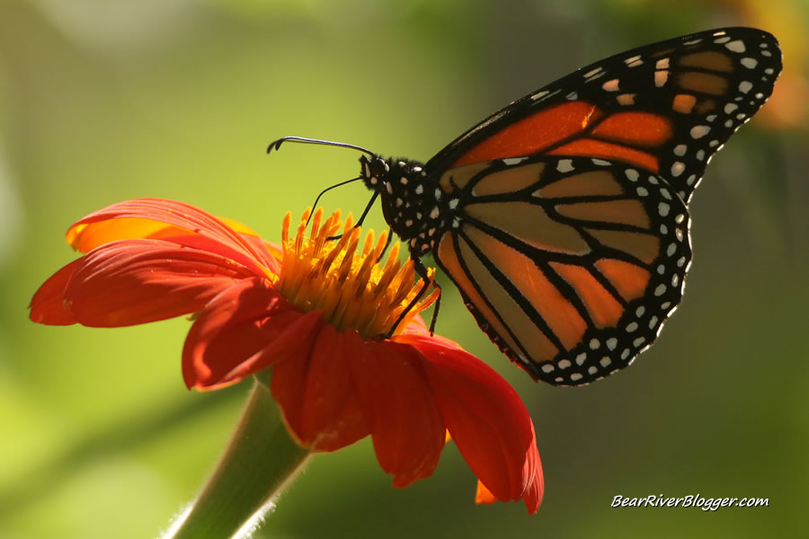 monarch butterfly perched on a mexican sunflower