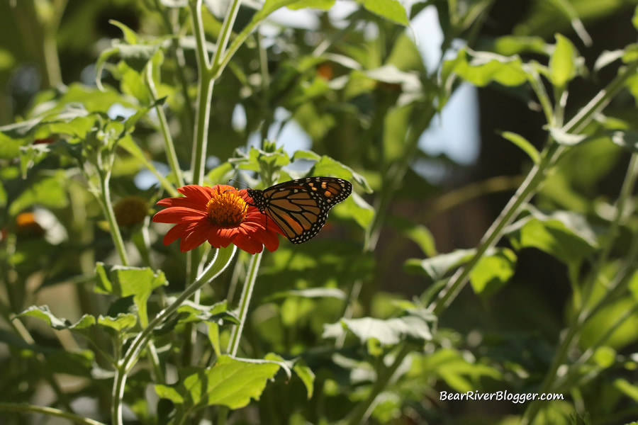monarch feeding on a mexican sunflower.
