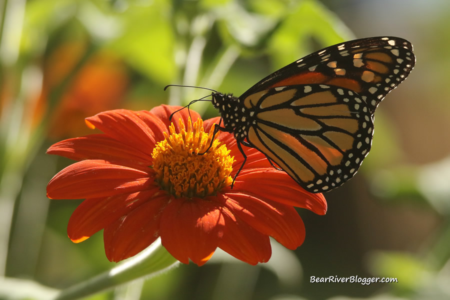 monarch butterly feeding on a mexican sunflower.