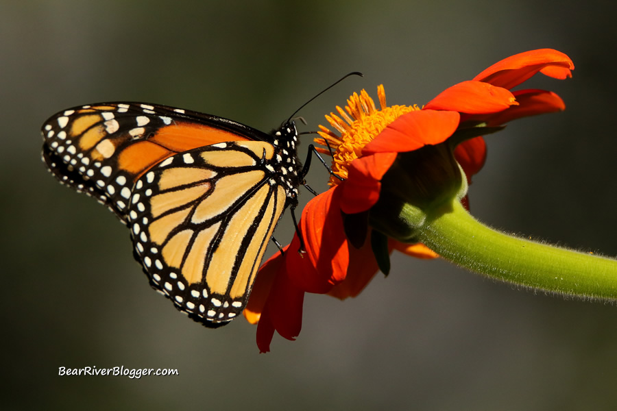 monarch butterfly on a mexican sunflower.