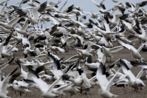 flock of snow geese