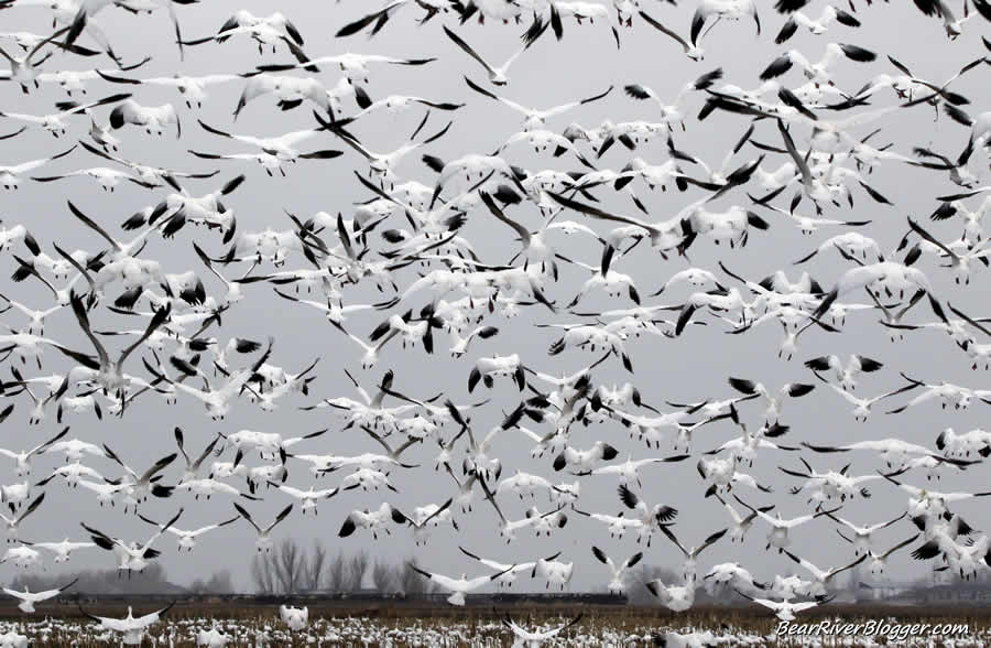 flock of snow geese in box elder county utah