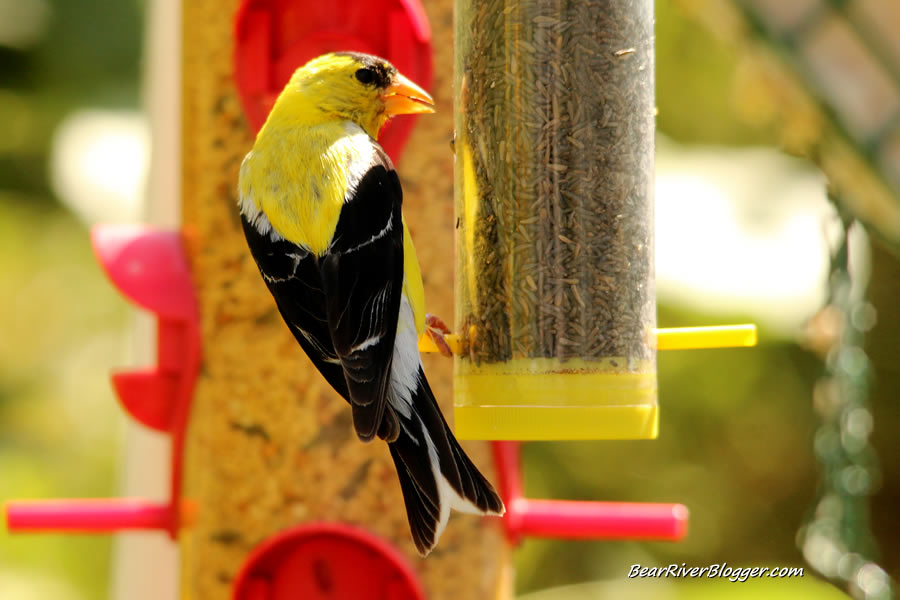 male american goldfinch perched on a bird feeder