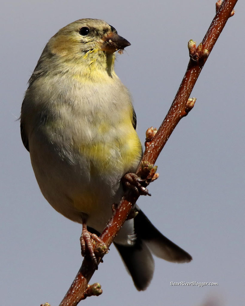 american goldfinch perched on a branch.