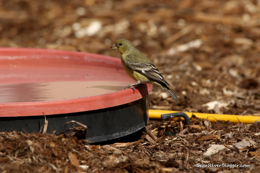 Lesser goldfinch perched on the edge of a bird bath.
