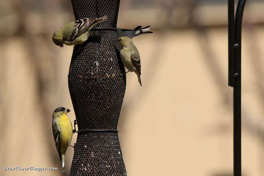 goldfinches feeding on a thistle feeder.