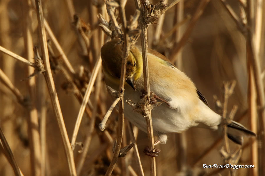 American goldfinch feeding.