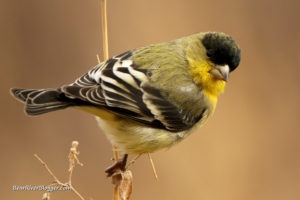 lesser goldfinch perched on a branch
