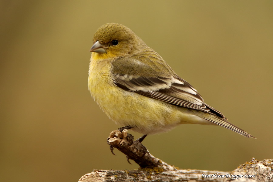 lesser goldfinch perched on a branch.