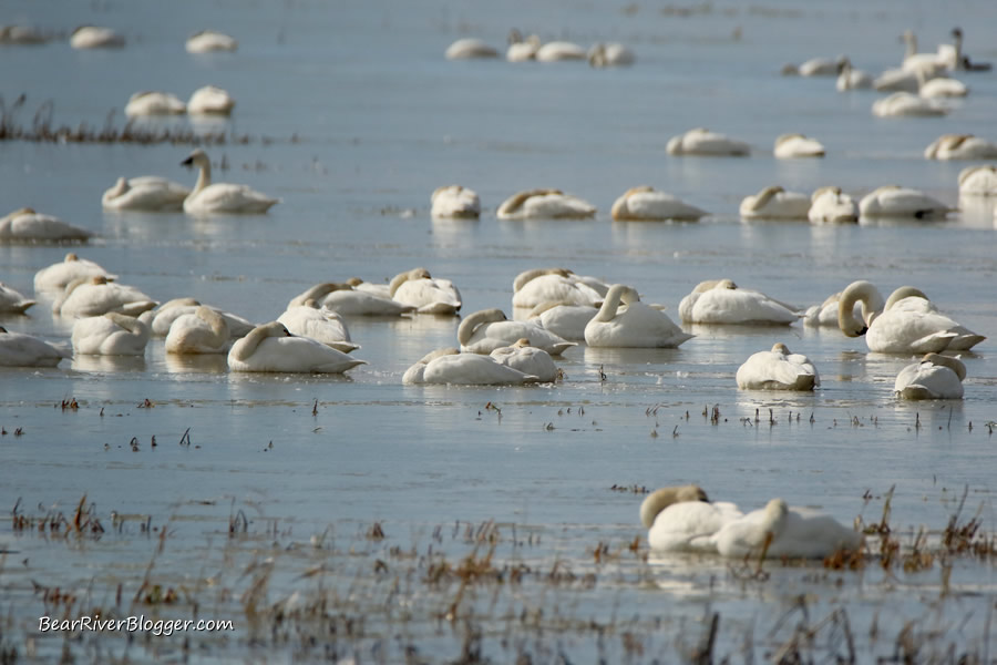 Flock of tundra swans sitting on the water on the Bear River Migratory Bird Refuge.