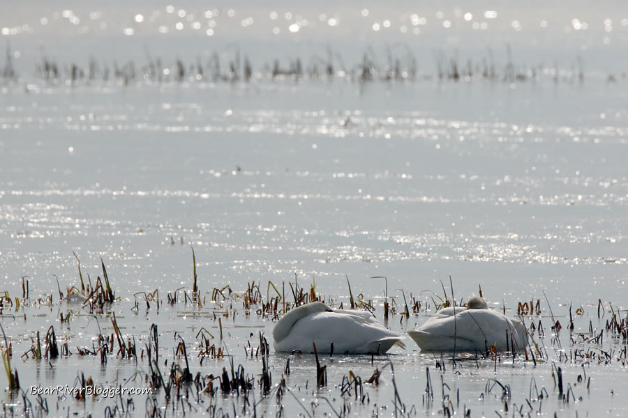 Tundra swans sleeping on the ice on the Bear River Migratory Bird Refuge.