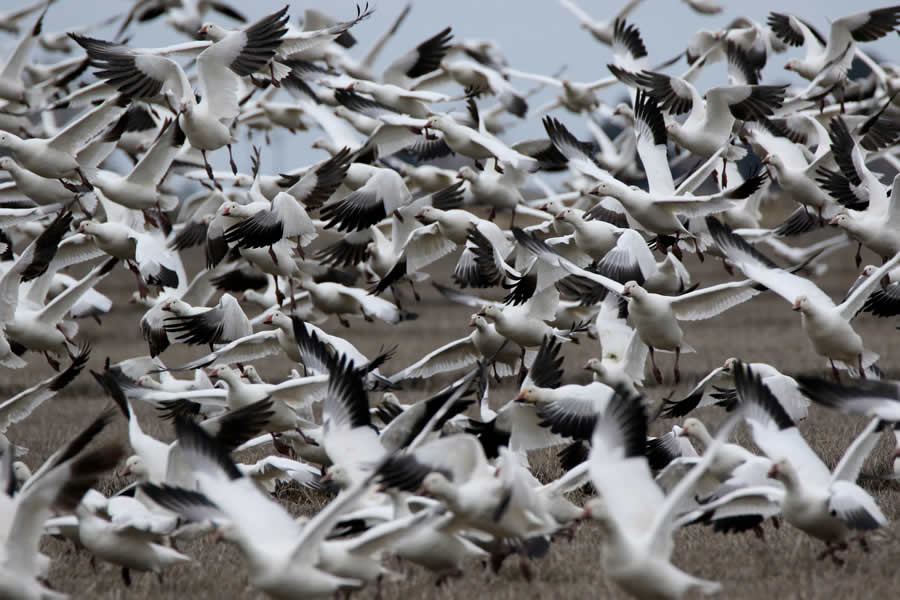 thousands of snow geese in a flock