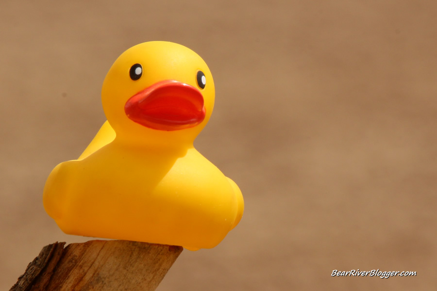 a rubber duck sitting on a fence post.