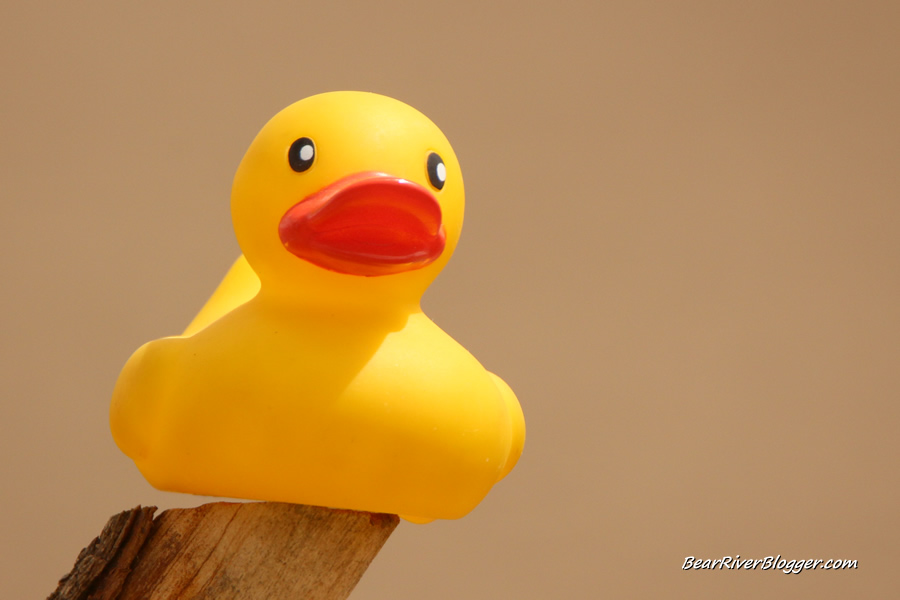 rubber duck on a fence post.