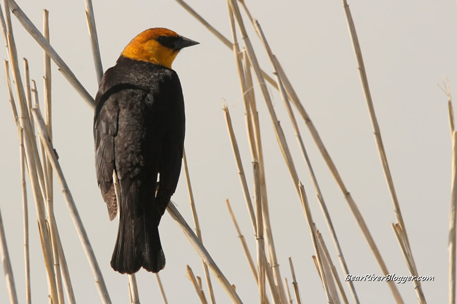 yellow headed blackbird perched on a reed