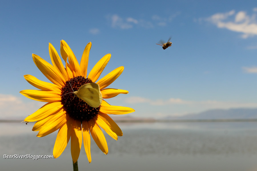 a bee and a butterfly on a wild sunflower.