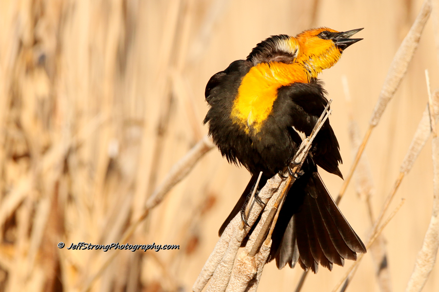 yellow-headed blackbird singing