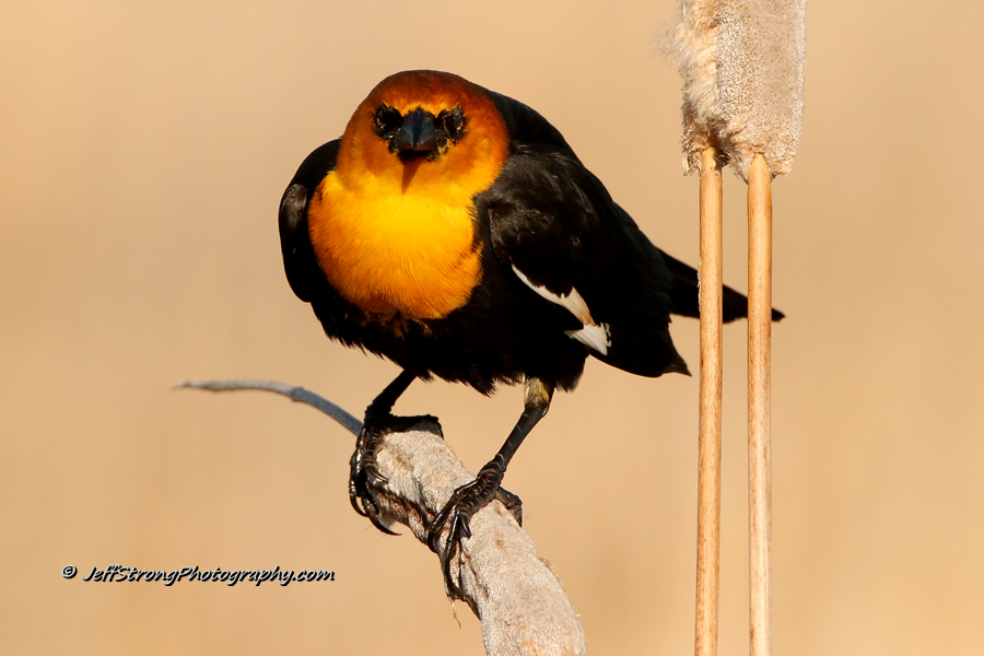 yellow-headed blackbird on the bear river migratory bird refuge