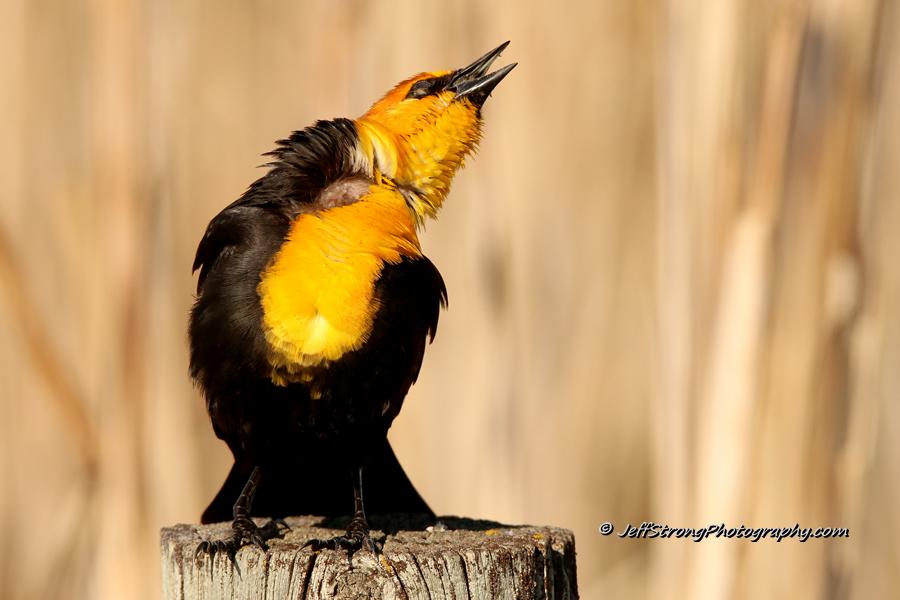 yellow-headed blackbird singing on a fence post