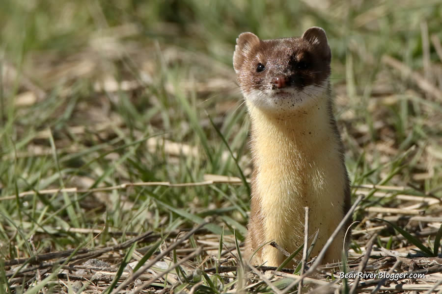 long-tailed weasel on the bear river migratory bird refuge.